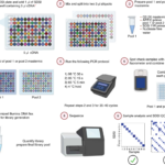 Synthetic Dna Spike Ins (Sdsis) Enable Sample Tracking And Within Miseq Sample Sheet Template