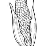 Corn Cob Coloring Page | Free Printable Coloring Pages Inside Free Printable Corn On The Cob Template