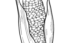 Corn Cob Coloring Page | Free Printable Coloring Pages inside Free Printable Corn On The Cob Template