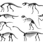 Dinosaurs Skeleton Silhouette Fossil Dinosaur Template Download On In Free Printable Dinosaur Skeleton Template
