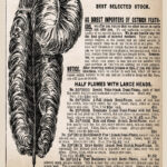 11217.Decor Poster.room Interior Design Vintage Wall.victorian Ostrich  Feather Throughout Victorian Feather Template
