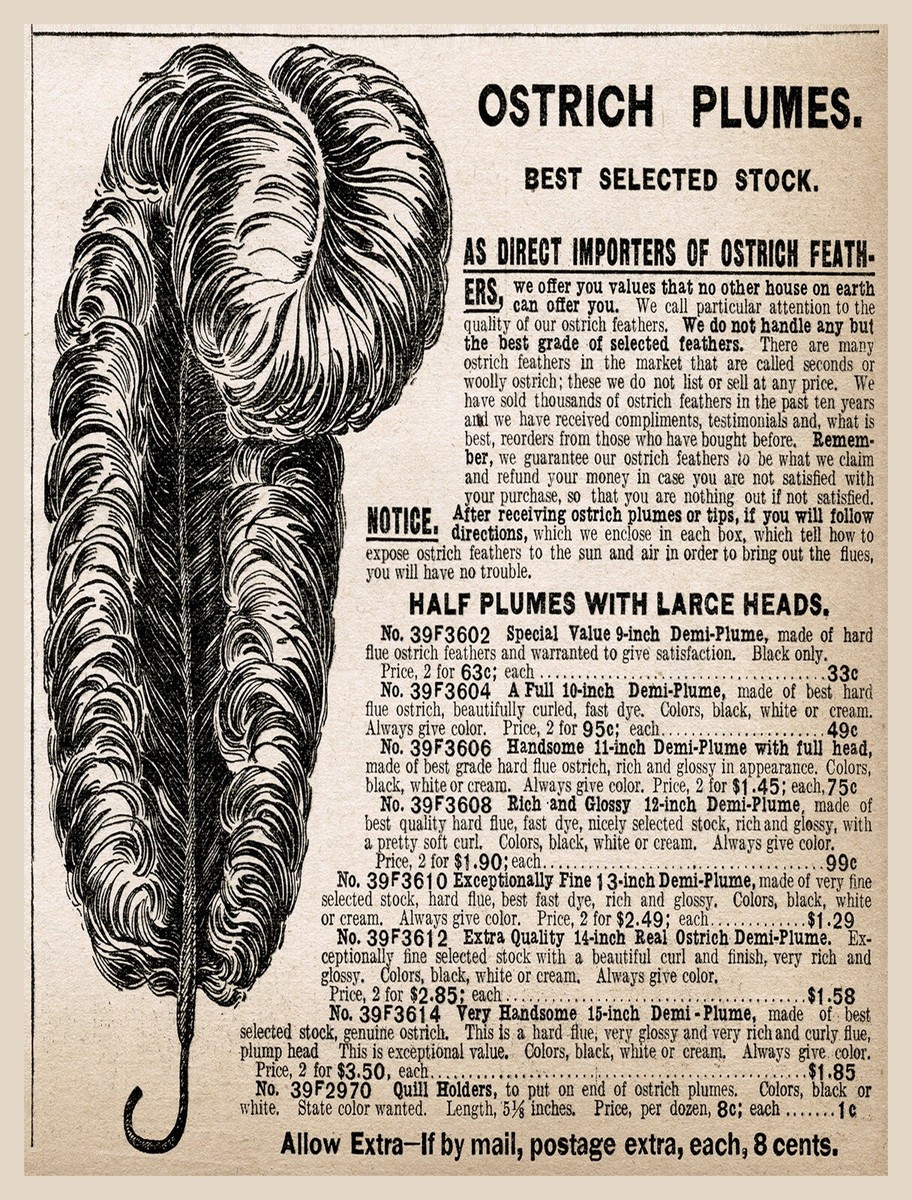 11217.Decor Poster.room Interior Design Vintage Wall.victorian Ostrich  Feather throughout Victorian Feather Template