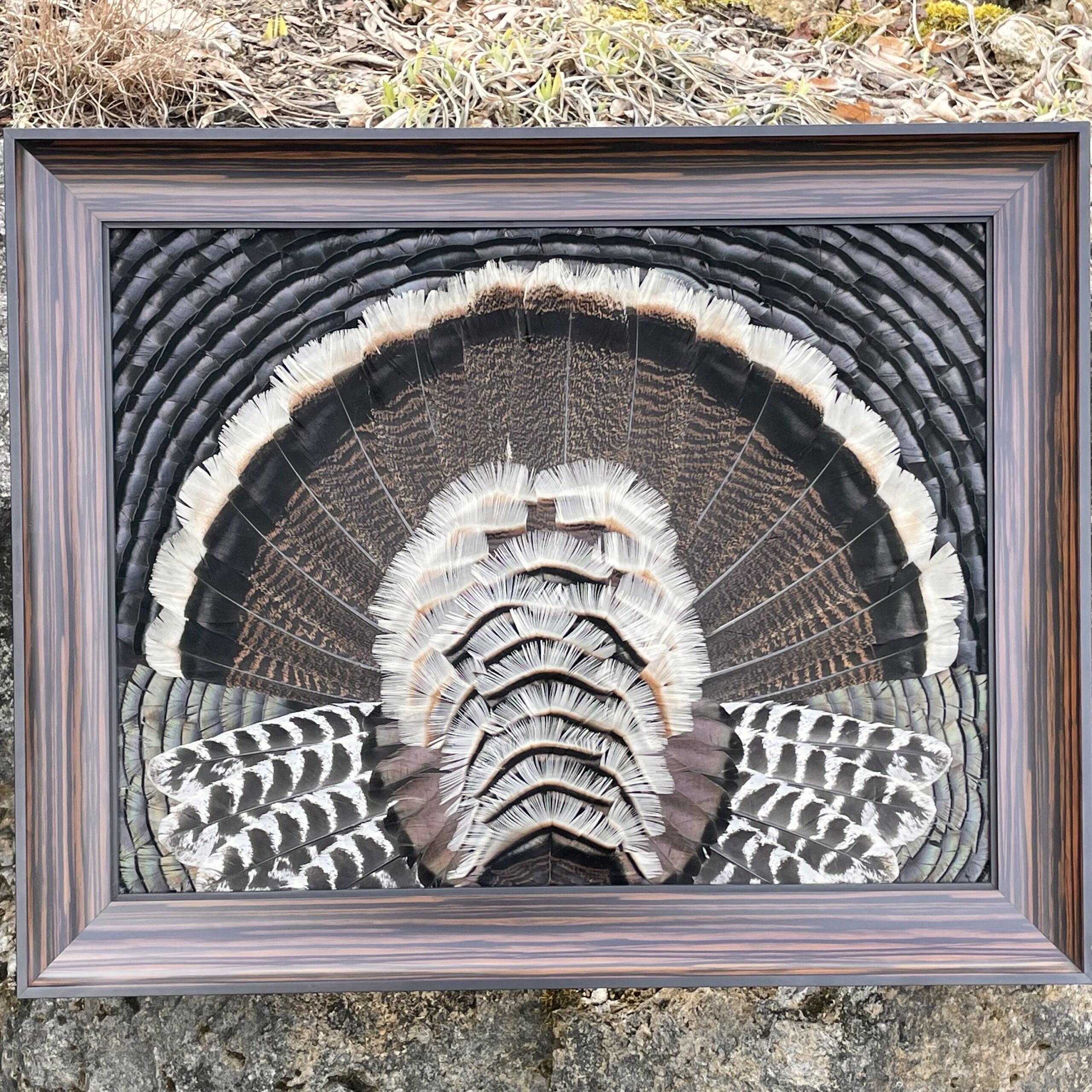 22” X 28” Feather Art Wild Merriams Turkey pertaining to Template Turkey Feather Frame