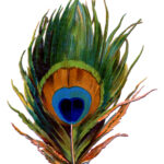 27 Beautiful Feather Clipart!   The Graphics Fairy With Victorian Feather Template