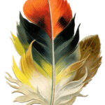27 Beautiful Feather Clipart!   The Graphics Fairy Within Victorian Feather Template