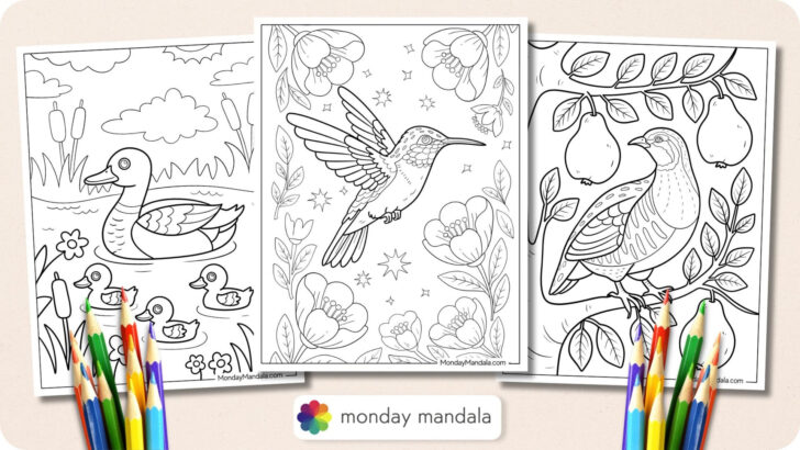 Feather and Birds Coloring Template Free Printable