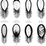 A Complete Guide To The Feather Faults In Chickens. What Causes Inside Chicken Feather Template