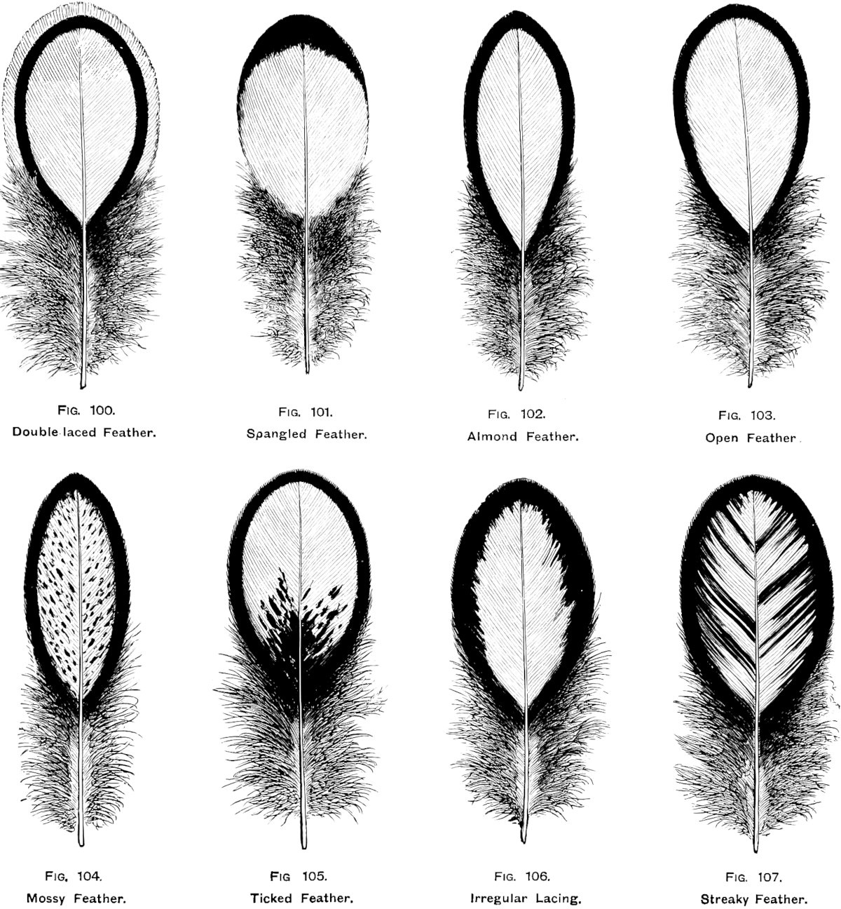 A Complete Guide To The Feather Faults In Chickens. What Causes inside Chicken Feather Template