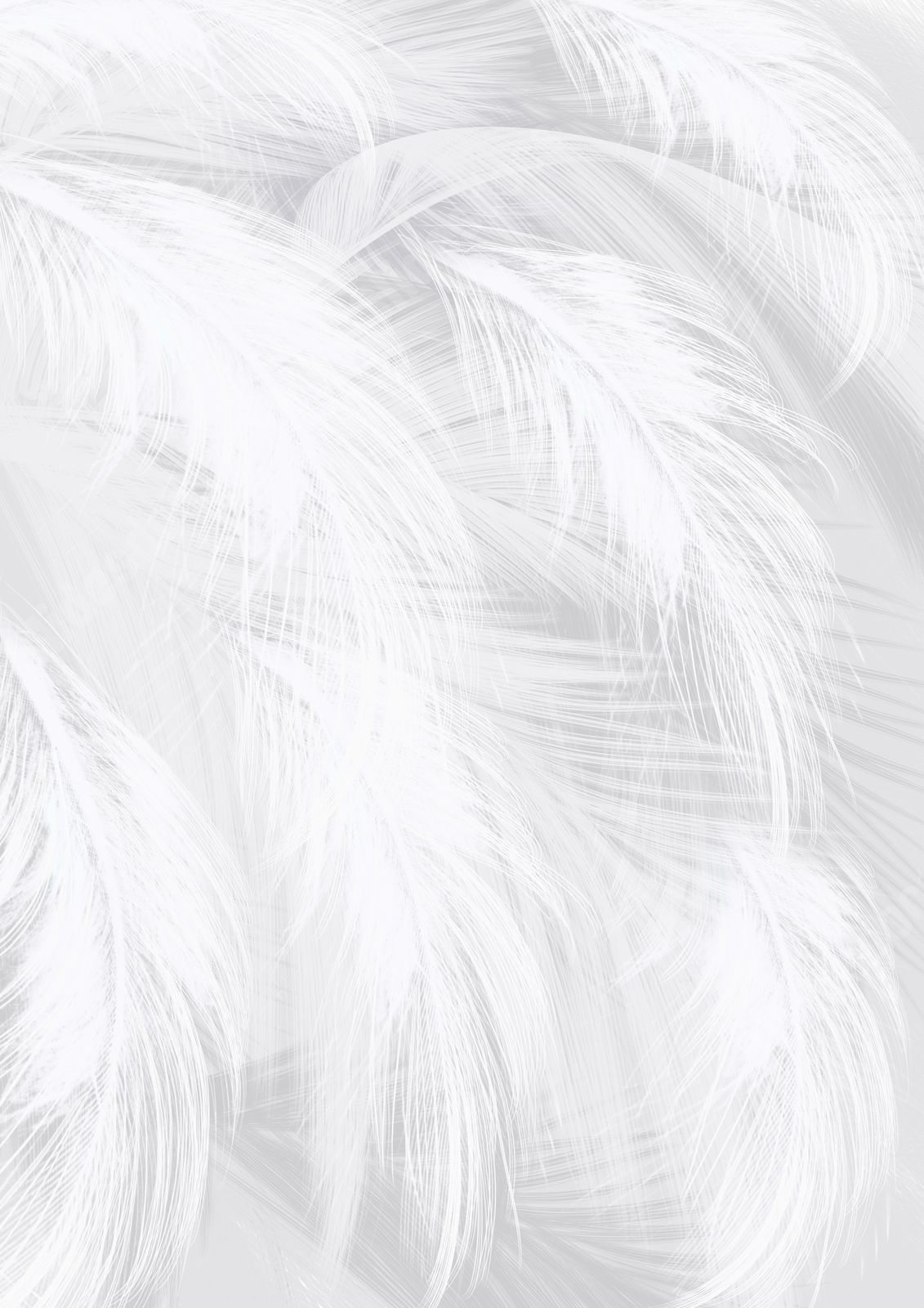 A White Bird&amp;#039;S Feather Page Border Background Word Template And throughout Bird Feather Word Template