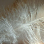 Barn Owl Feather [Melanie Lindenthal]   The Barn Owl Trust For Owelette Feather Template