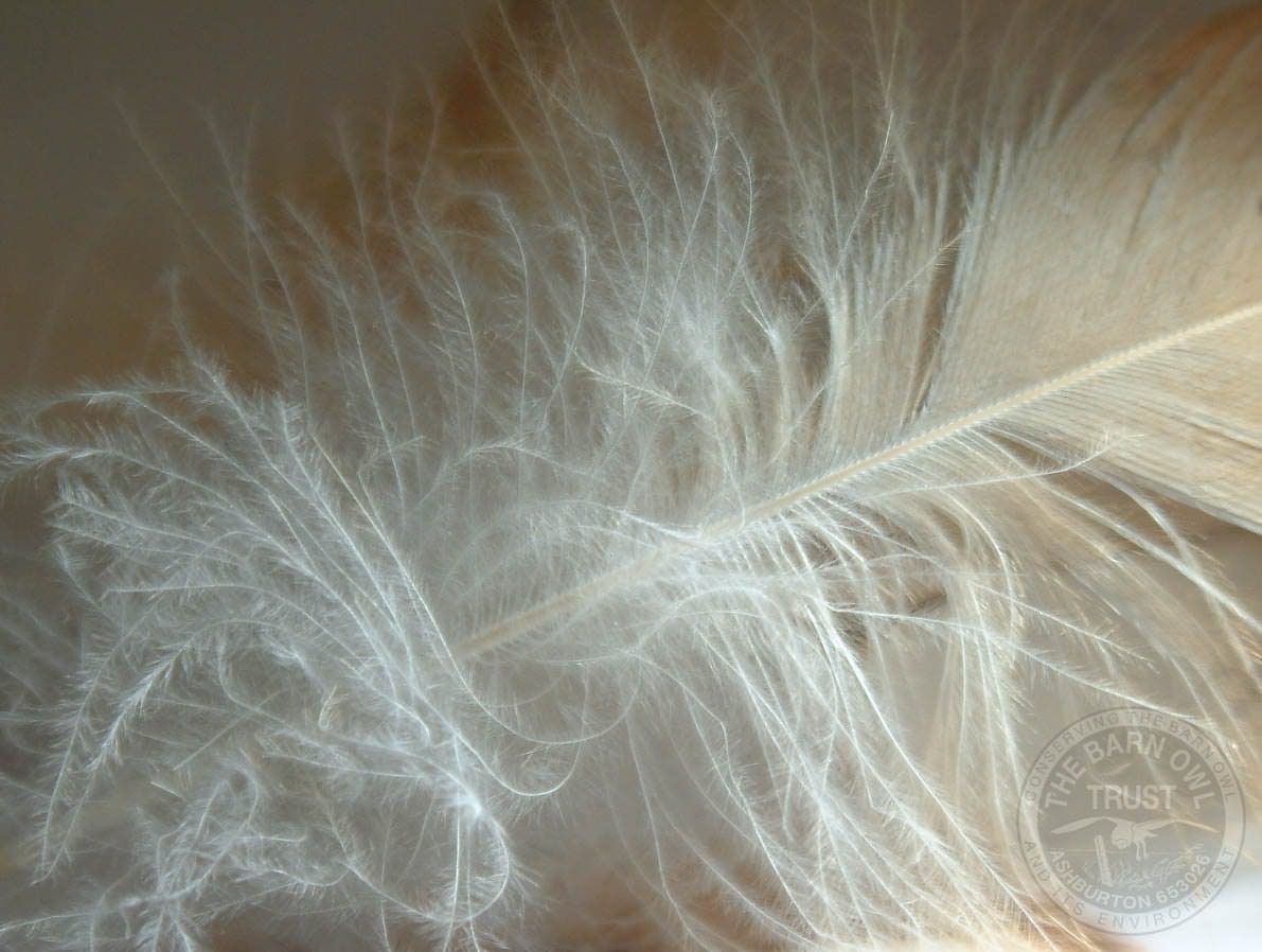 Barn Owl Feather [Melanie Lindenthal] - The Barn Owl Trust for Owelette Feather Template