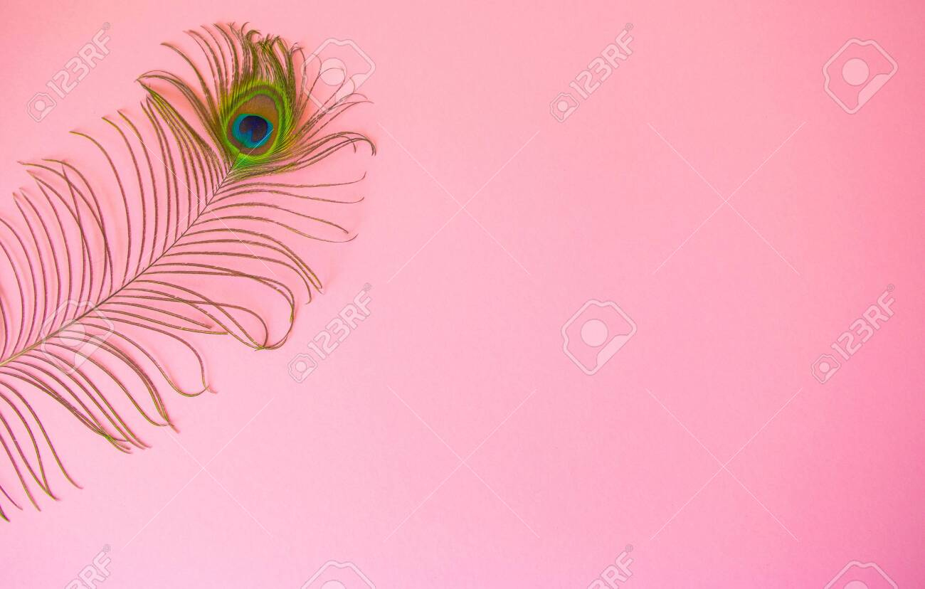 Beautiful Feather From A Peacock&amp;#039;S Tail On An Isolated Pastel with regard to Feather Background Template