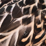 Bird Feathers Close Up. Wild Duck Wing. Texture For Design. Stock For Duck Feather Pattern Template