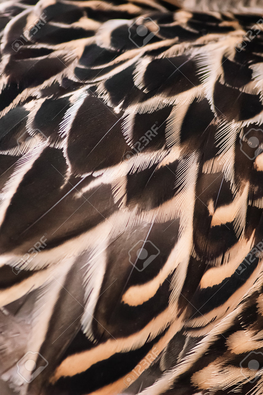 Bird Feathers Close Up. Wild Duck Wing. Texture For Design. Stock for Duck Feather Pattern Template