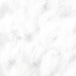 Bird Feathers Page Border And Printable Background In Word Within Bird Feather Word Template