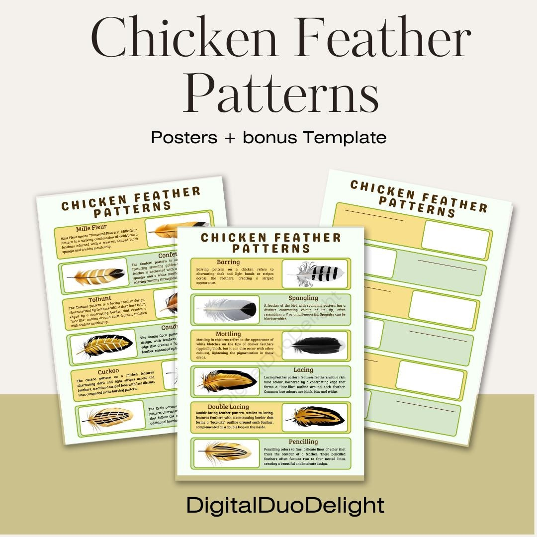 Chicken Feather Color Poster Identification Poultry Patterns with regard to Chicken Feather Template