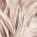 Chicken Feathers In Soft And Blur Style For Background And Art Pertaining To Chicken Feather Template