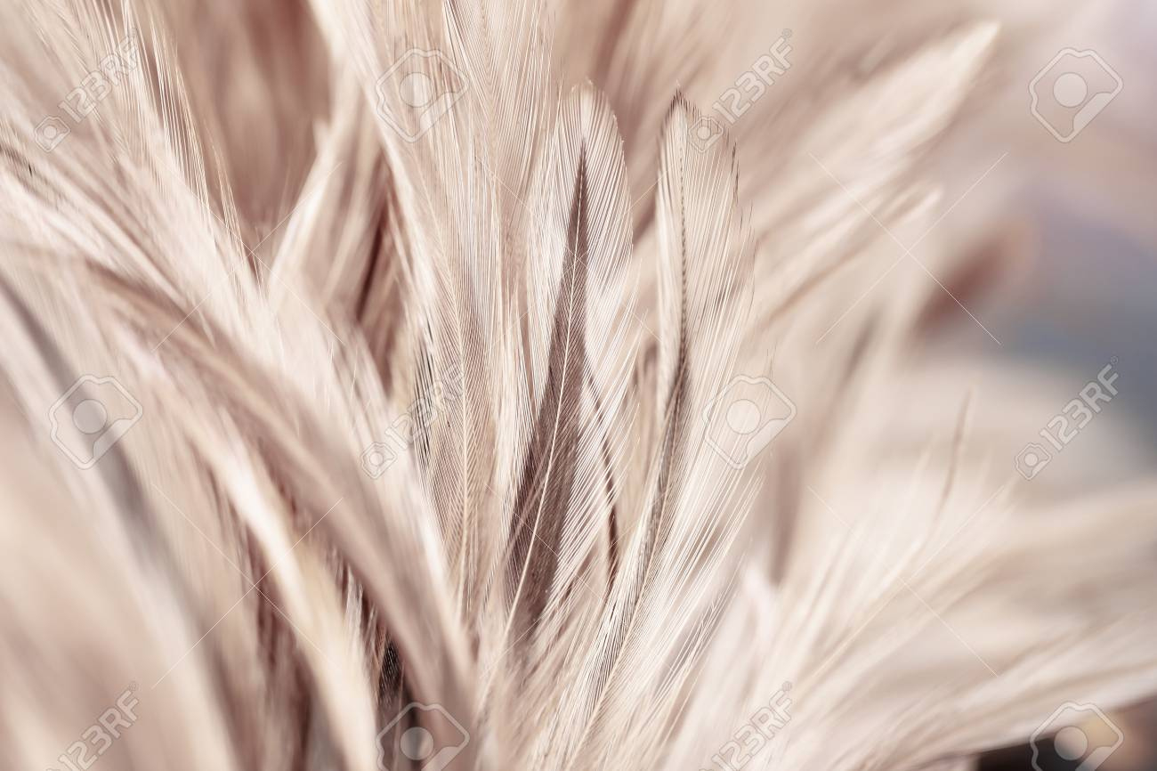 Chicken Feathers In Soft And Blur Style For Background And Art pertaining to Chicken Feather Template