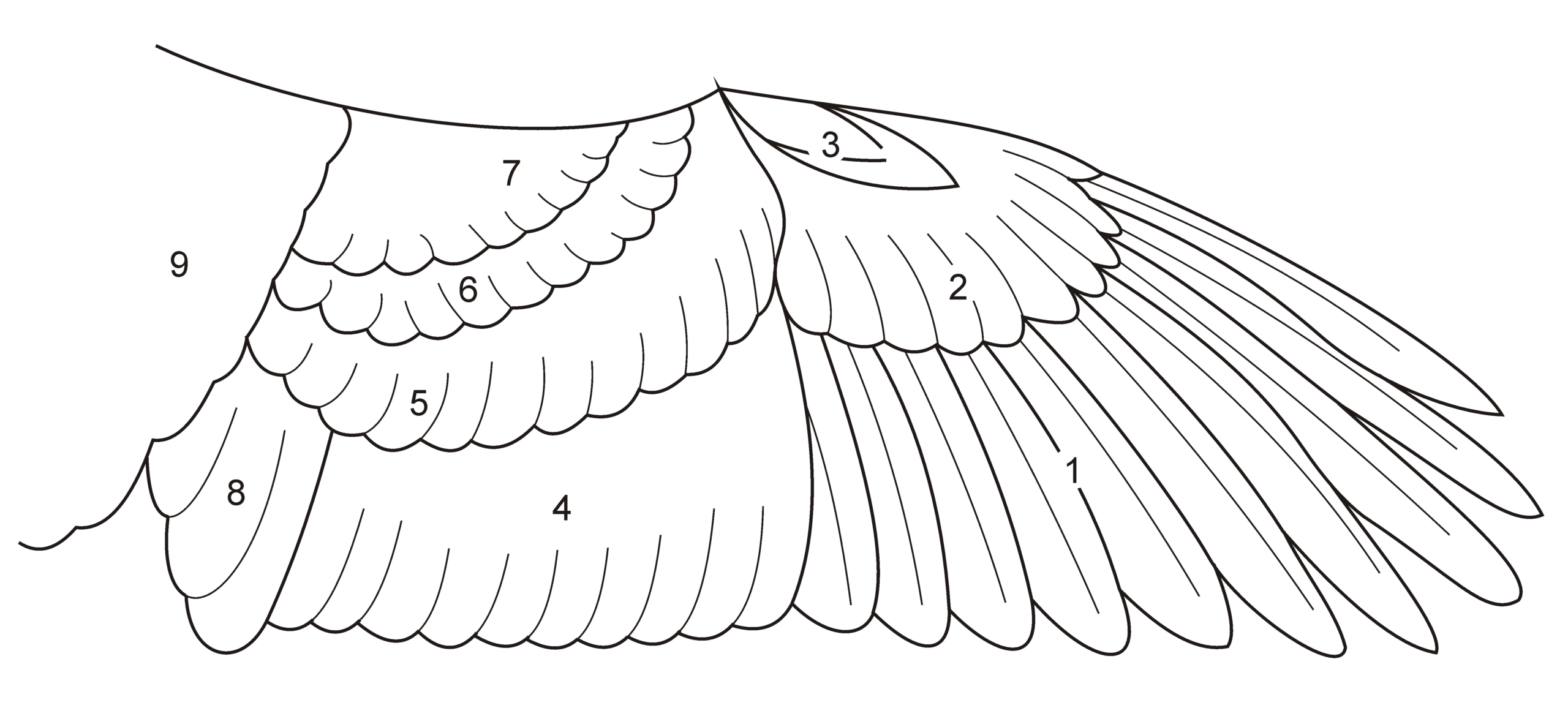Datei:birdwingfeathersketch – Wikipedia regarding Bird Feather Template