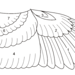 Datei:birdwingfeathersketch – Wikipedia Throughout Feather Wing Template