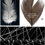 Detection Of Endogenous Lipids In Chicken Feathers Distinct From Regarding U Tub Westlee Feather Template