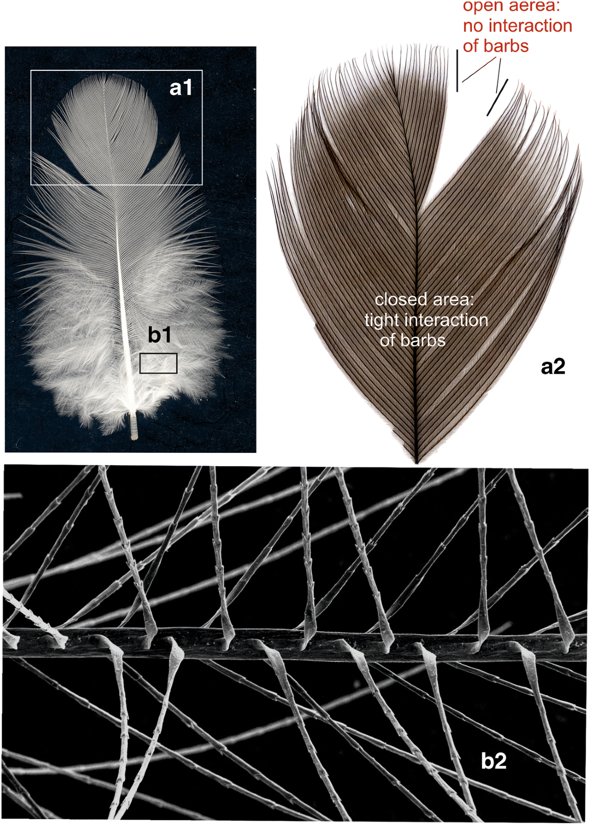 Detection Of Endogenous Lipids In Chicken Feathers Distinct From regarding U-Tub Westlee Feather Template