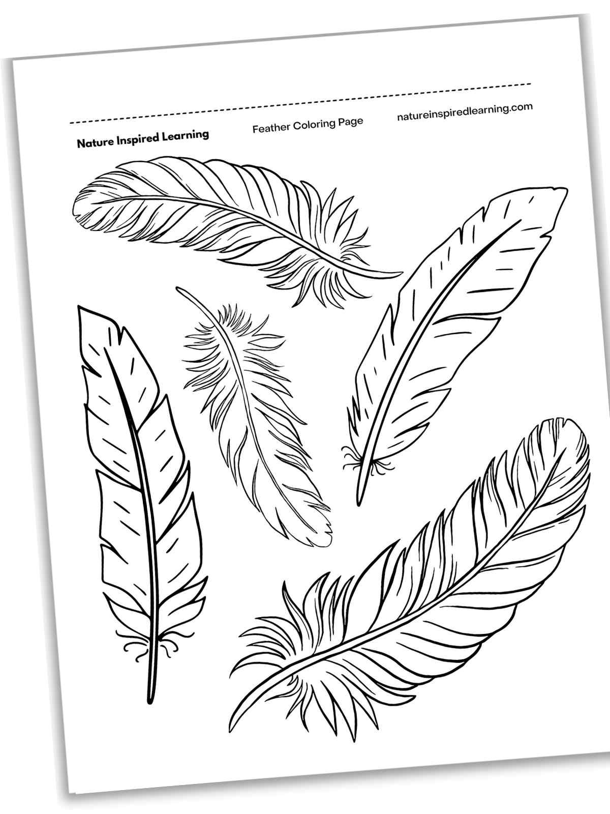 Feather Coloring Pages - Nature Inspired Learning pertaining to Coloring Free Printable Feather Template