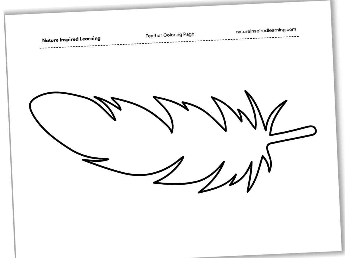 Feather Coloring Pages - Nature Inspired Learning pertaining to Large Printable Feather Template