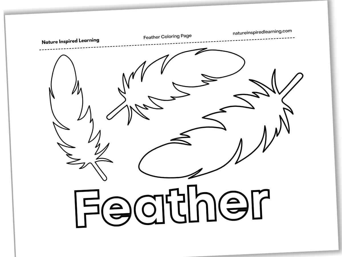 Feather Coloring Pages - Nature Inspired Learning throughout Small Feather Template