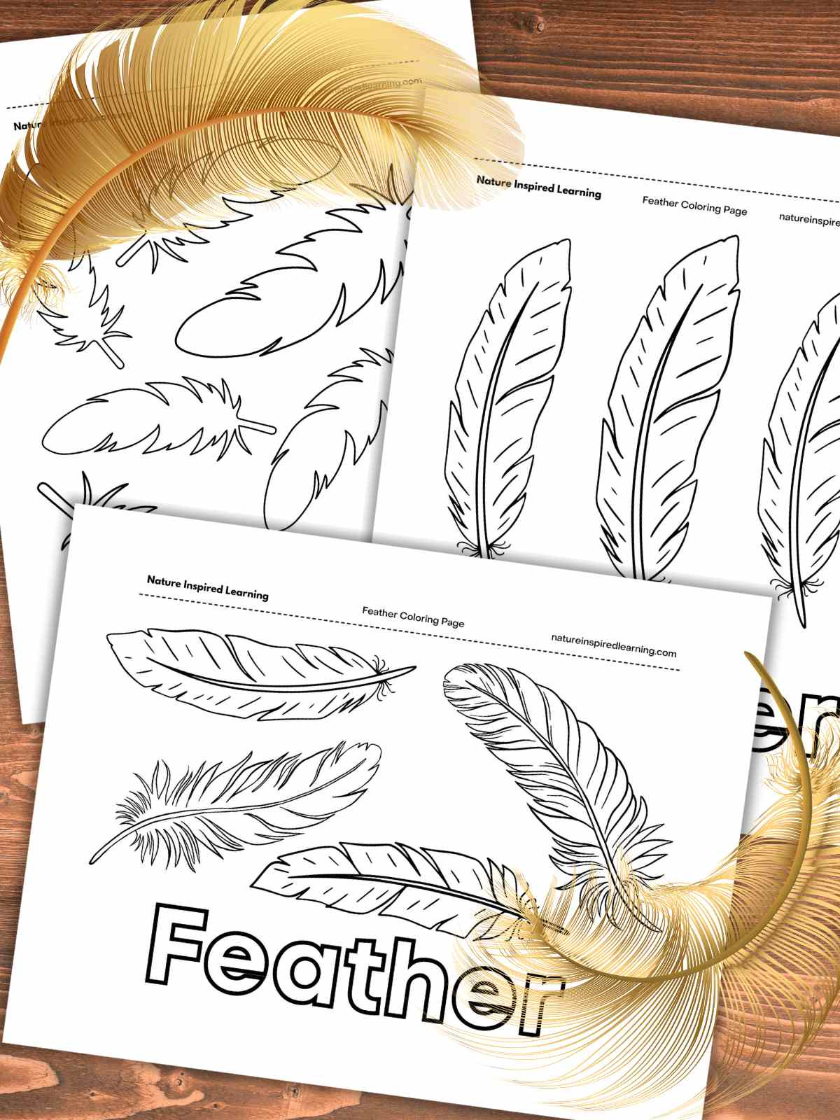 Feather Coloring Pages - Nature Inspired Learning within Bird Feather Template