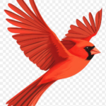 Flying Cardinal Bird Images | Free Photos, Png Stickers In Cardinal Feather Template Page Background