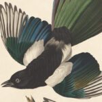 Paper Roundup August 2025: Alpha Centauri Ab, Worm Circuits, Ai Chess Regarding Lea Griffiths Paper Feather Template