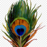 Printable Peacock Feather   Pena De Pavao Png   Free Transparent Within Printable Peacock Feather Template