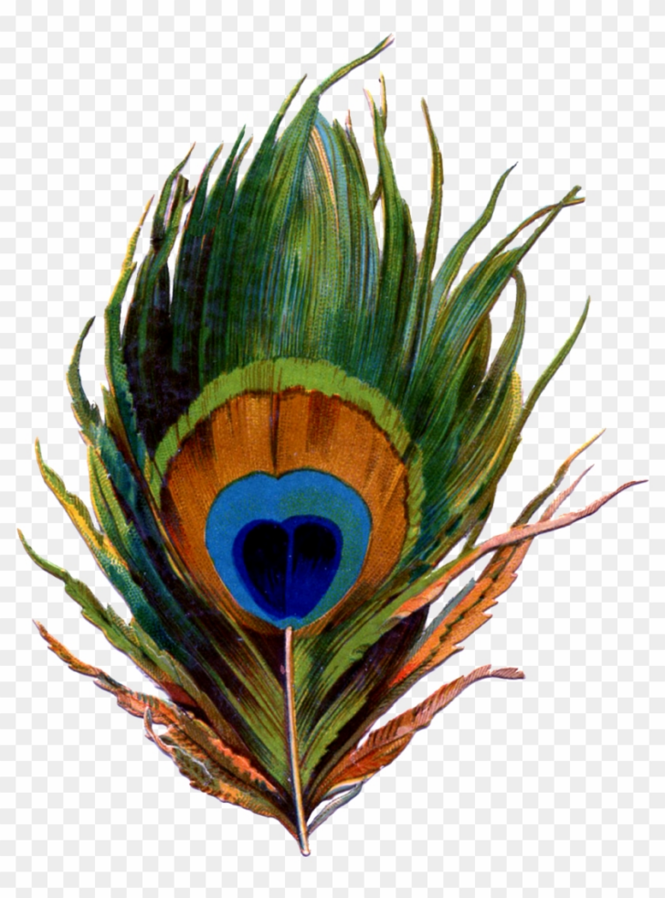 Printable Peacock Feather Template