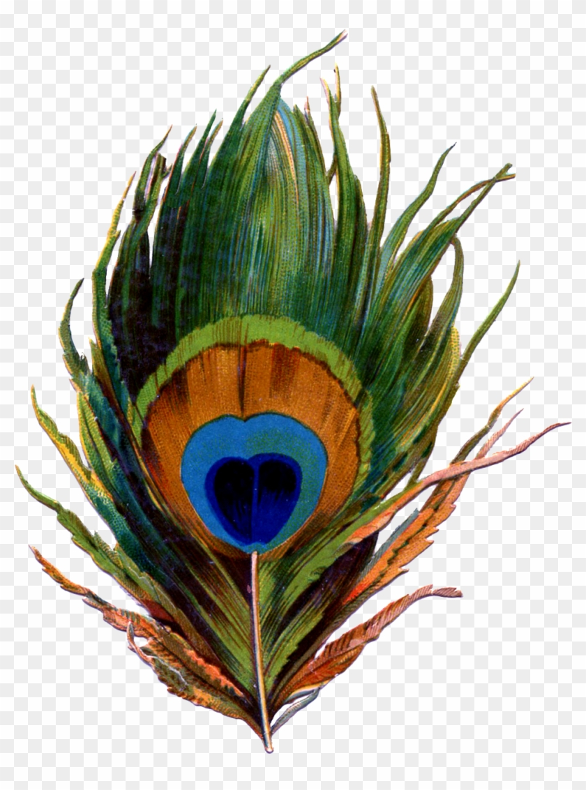 Printable Peacock Feather - Pena De Pavao Png - Free Transparent within Printable Peacock Feather Template