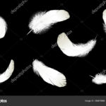 Realistic 3D Detailed White Swan Pigeon Feathers Fluff Set With Regard To Falling Feather Template