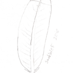 Red Tailed Hawk Tail Feather Sketch — Weasyl Within Tail Feather Template