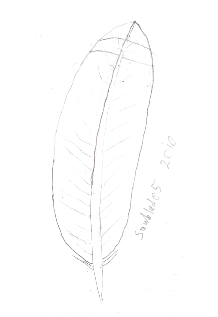 Tail Feather Template Tail Feather Template