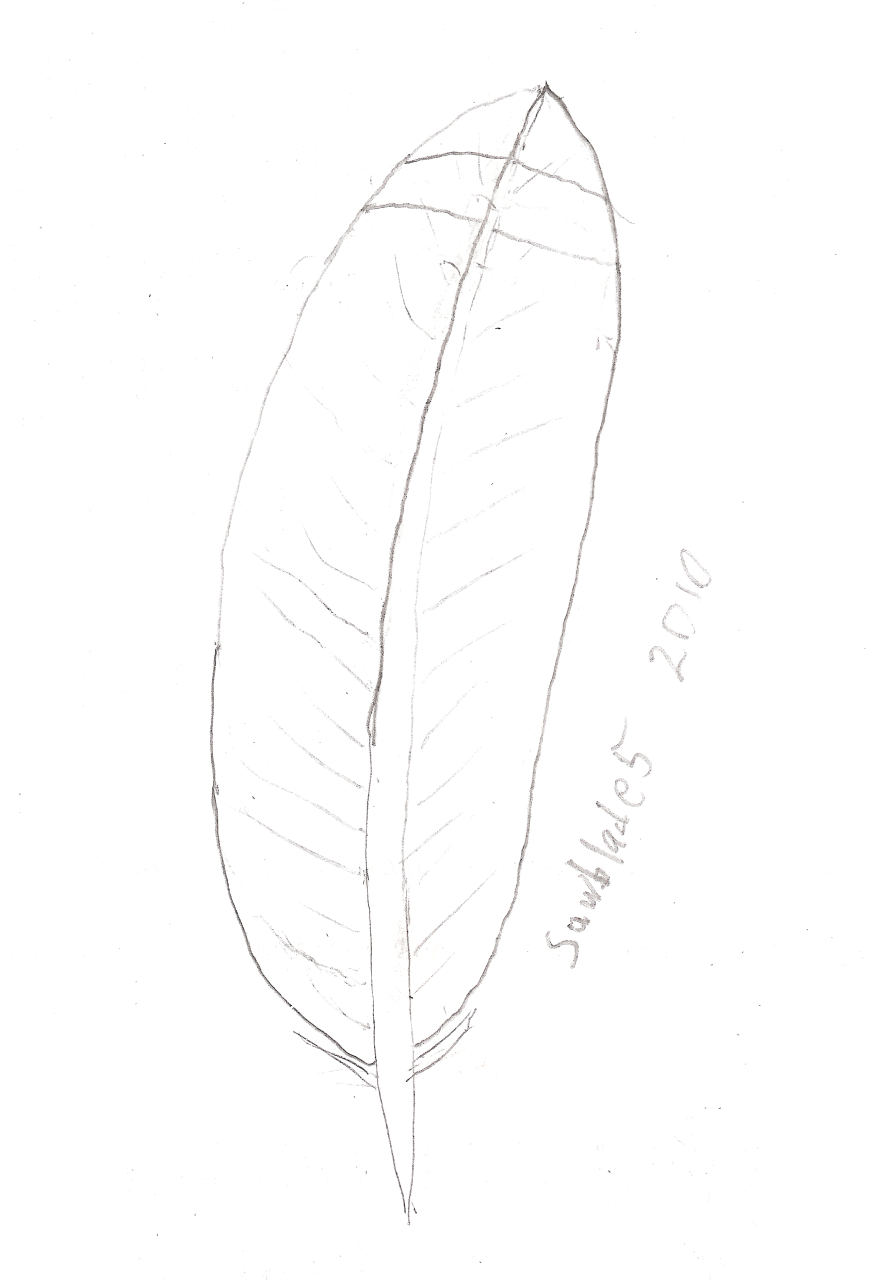Red-Tailed Hawk Tail Feather Sketch — Weasyl within Tail Feather Template