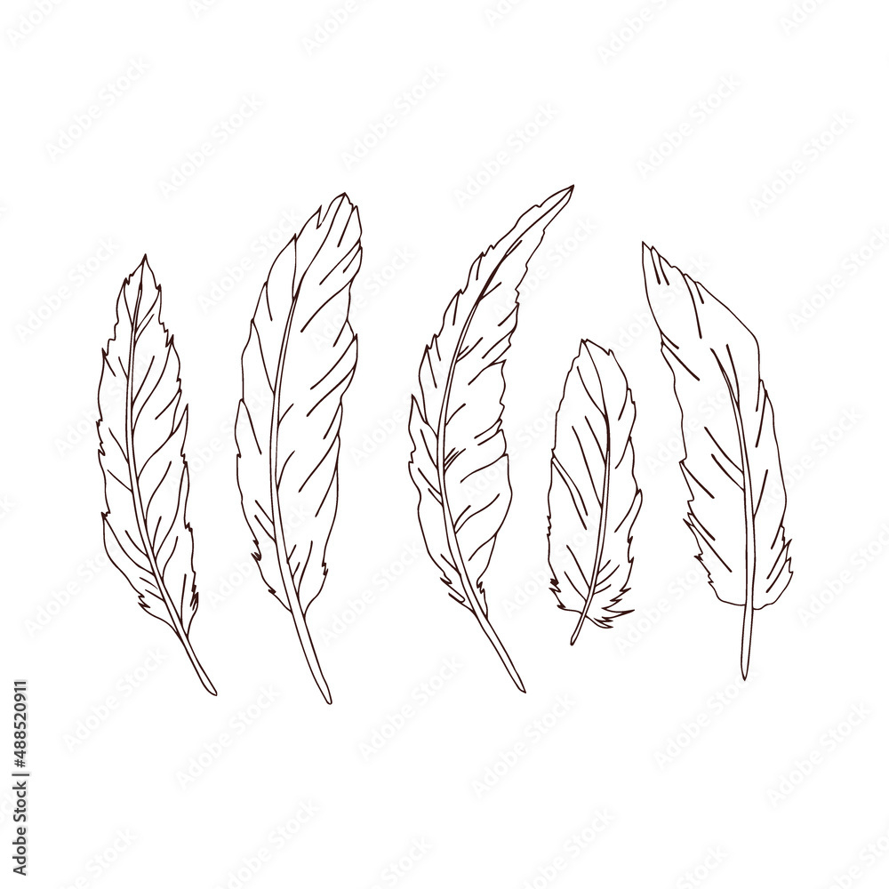 Stock-Vektorgrafik „Bird Feather From Wing Silhouette Colouring regarding Silhouette Feather Template
