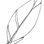 Turkey Feather Clip Art 2 Within Feather Template Free