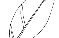 Turkey Feather Clip Art 2 within Feather Template Free