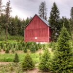 My Woodlot   Plan A Christmas Tree Farm Intended For Christmas Tree Farm Business Plan Template