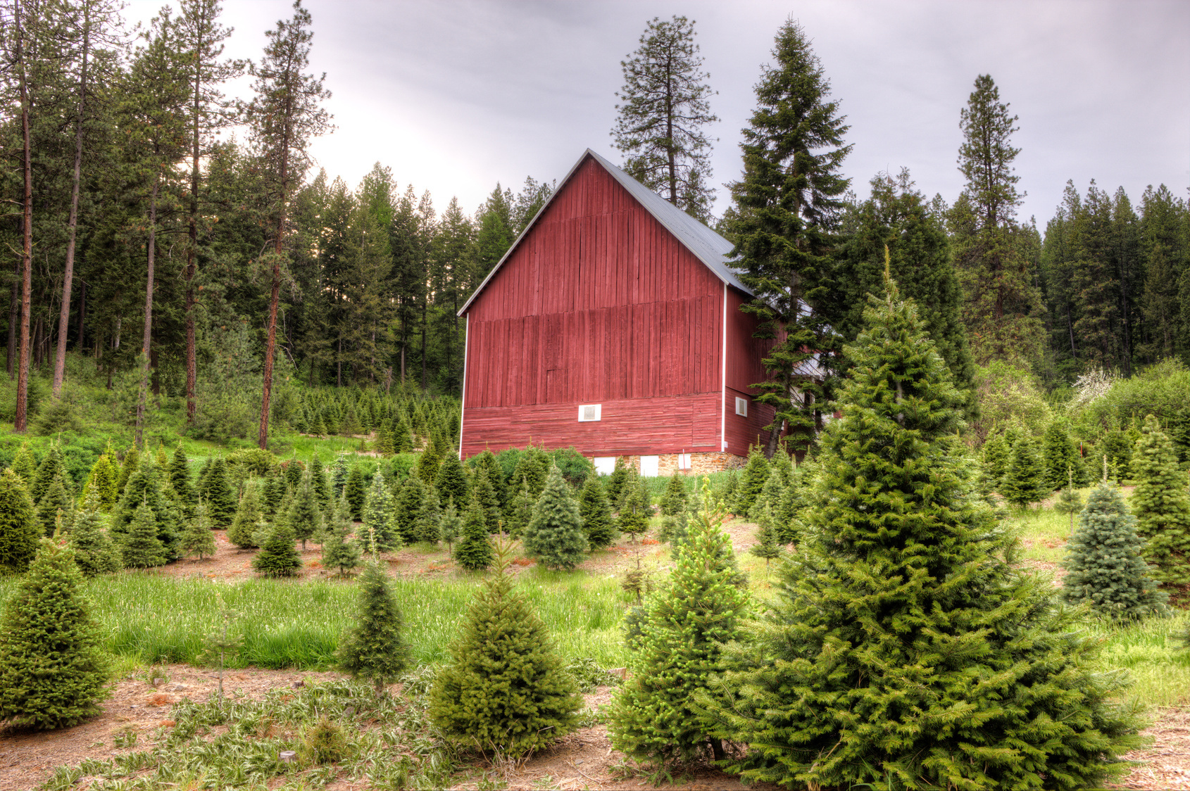 My Woodlot - Plan A Christmas Tree Farm intended for Christmas Tree Farm Business Plan Template