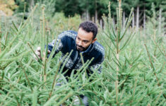 My Woodlot – Plan A Christmas Tree Farm with regard to Christmas Tree Farm Business Plan Template