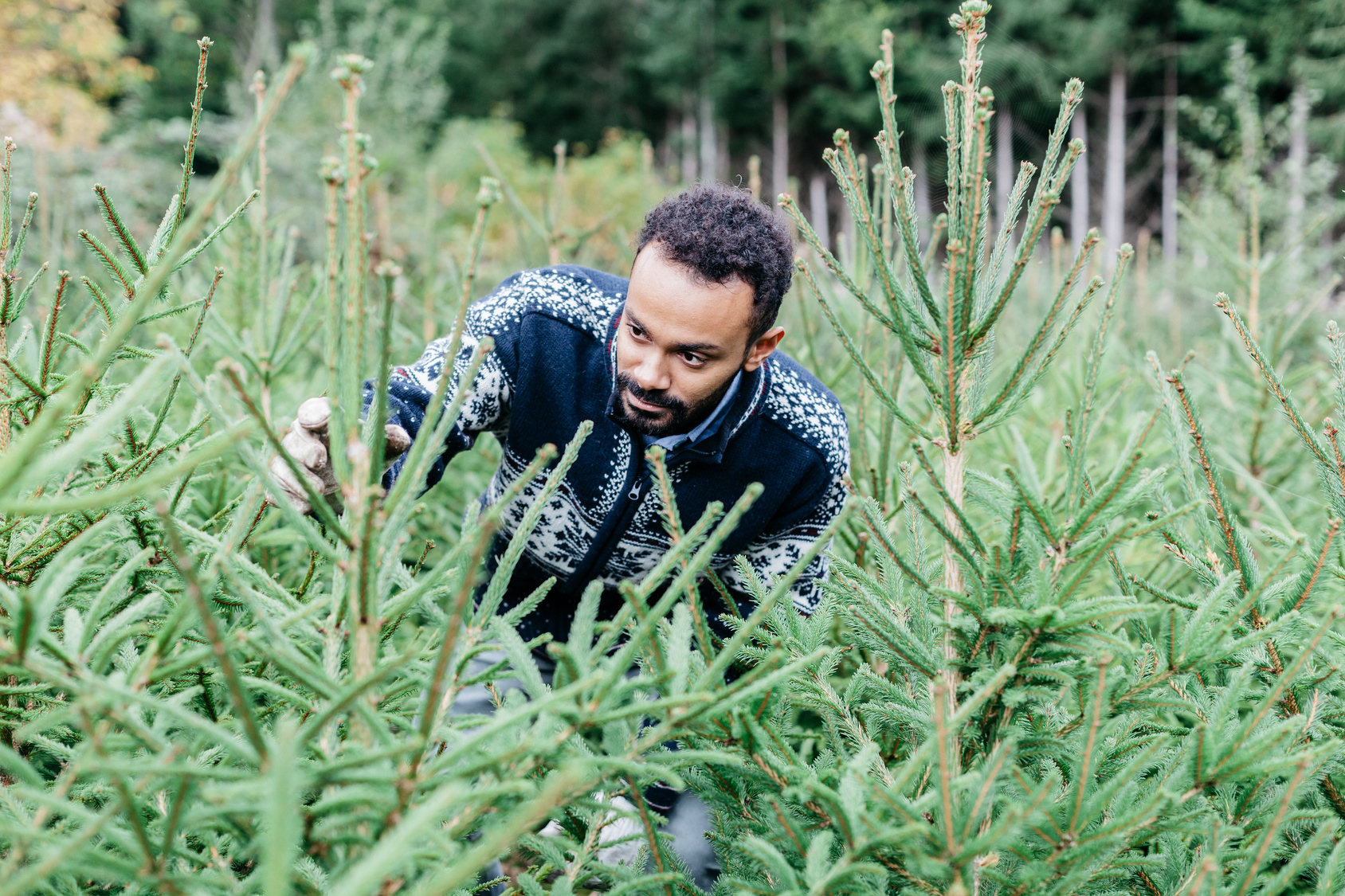 My Woodlot - Plan A Christmas Tree Farm with regard to Christmas Tree Farm Business Plan Template