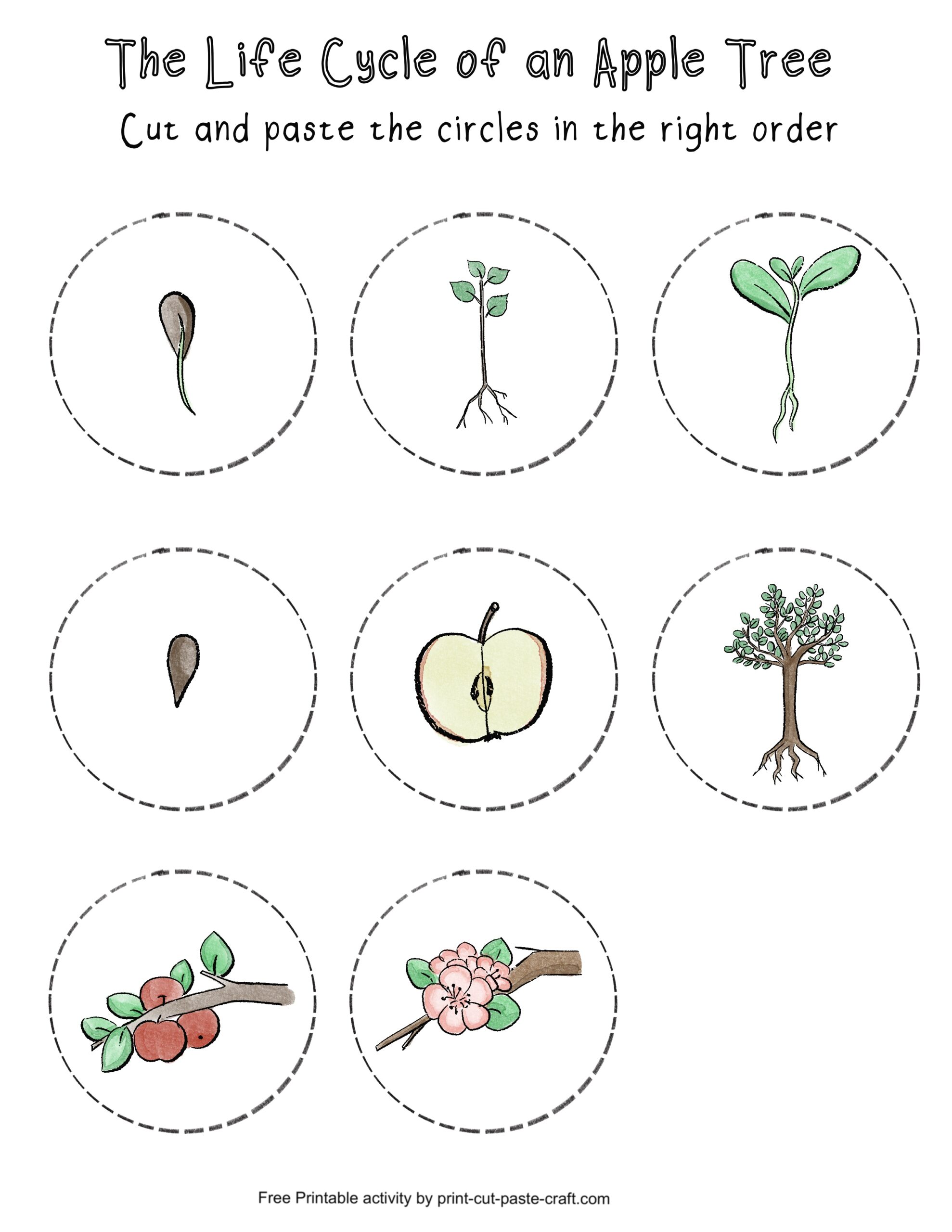 Apple Tree Life Cycle Free Printable Learning Activity Apple Tree Life Cycle Free Printable Learning Activity