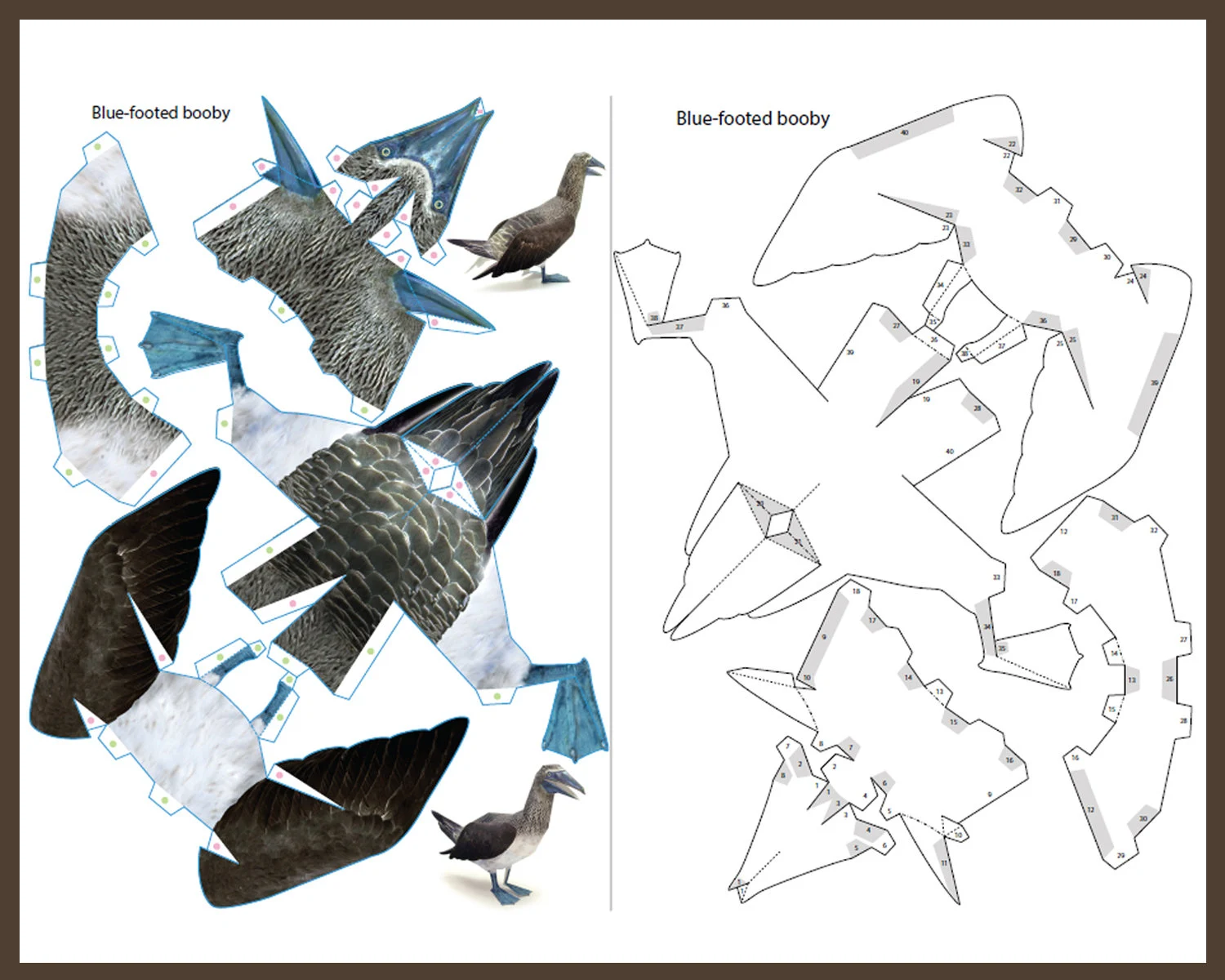 Blue Footed Booby 3d Papercraft 3d Blue Footed Booby 3d Papercraft 3d