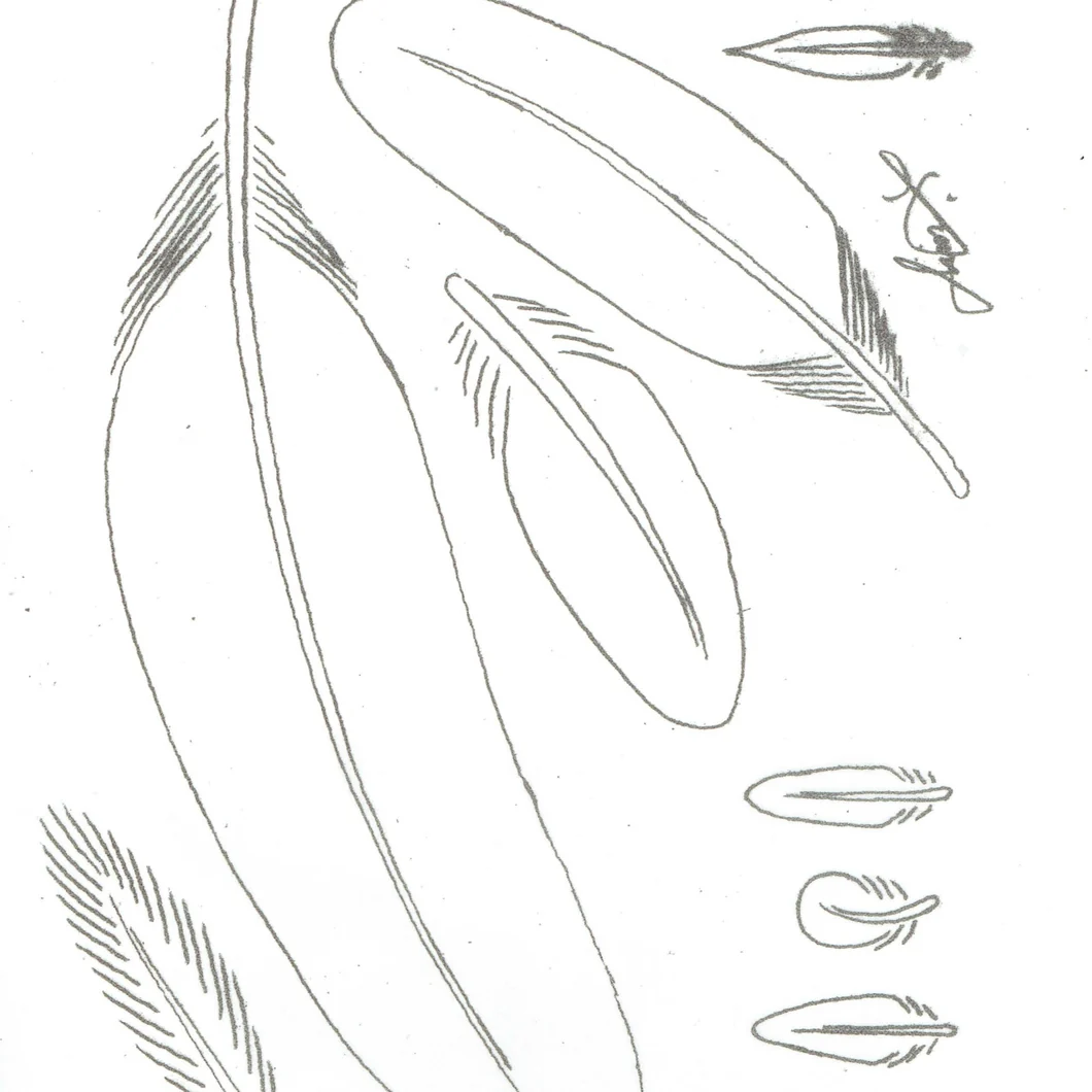 Leather Feather Pattern